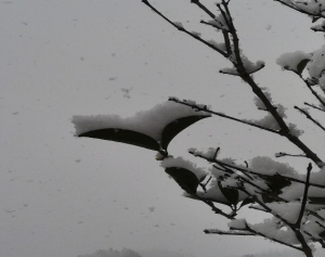 白雪皑皑